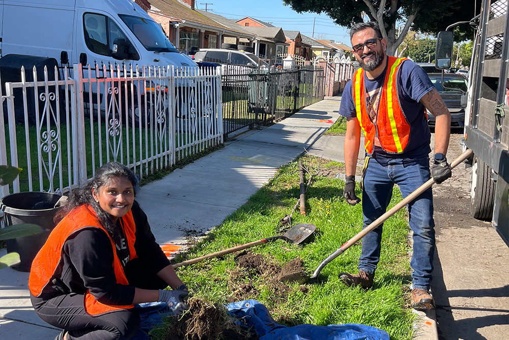 ARA employees planting trees on a residential sidewalk